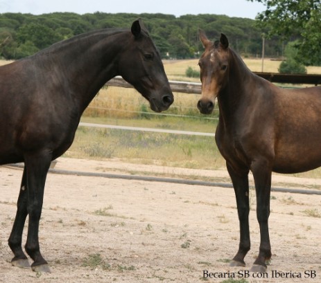 CABALLOS DE PURA RAZA ESPÑOLA