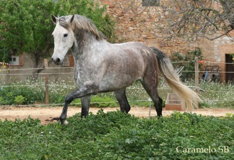 CABALLO PURA RAZA ESPAÑOLA